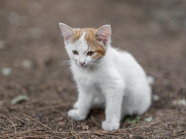 Unpacking the Ethical Dilemmas of Exotic Pet Ownership in Britain