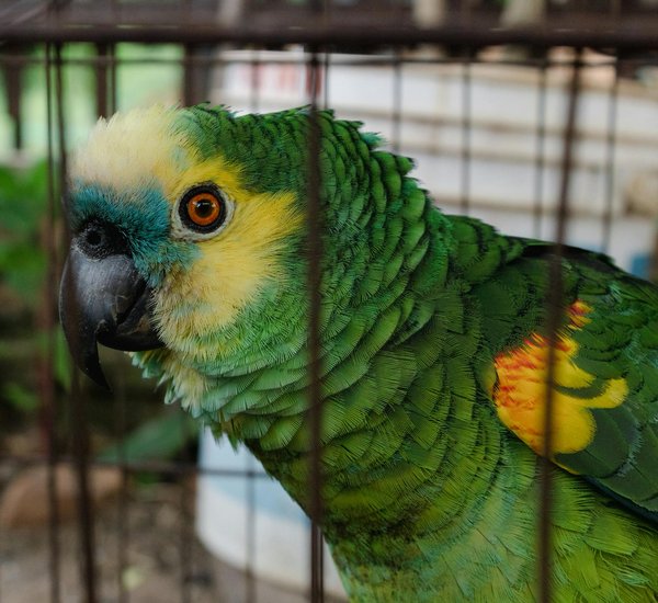 Essential Guide to Administering Subcutaneous Fluids at Home for Cats with Chronic Kidney Disease