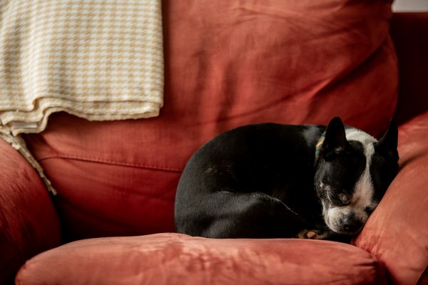 Identifying and Managing Early Cataracts in Your Boston Terrier: A Comprehensive Guide