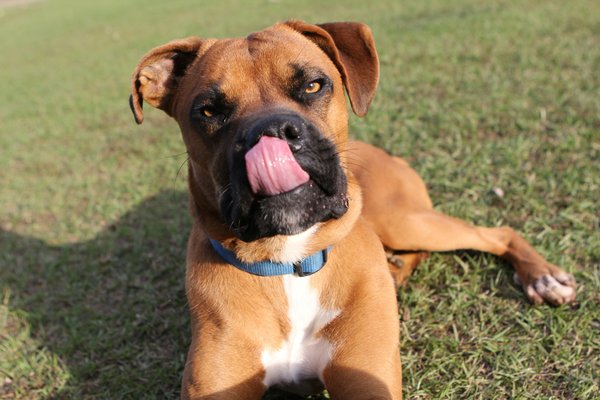 Key Elements for Crafting a Wholesome Raw Diet for Your Growing Boxer Puppy