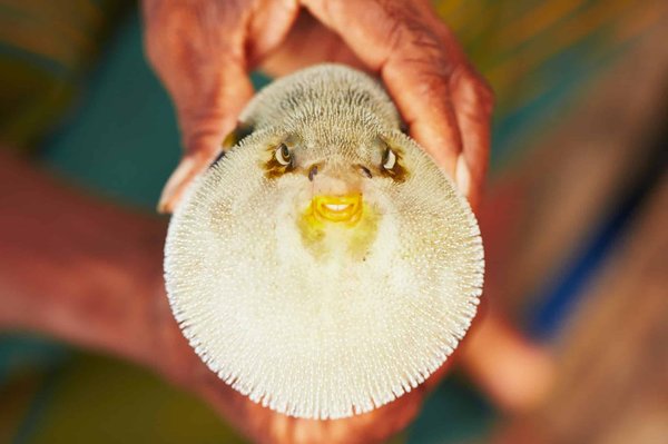 Recognizing the First Signs of Bloat in Great Danes: Essential Steps to Take Immediately